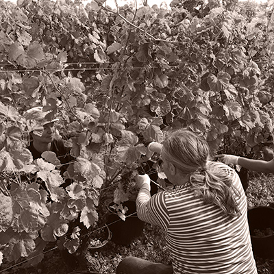 grapes picking photo