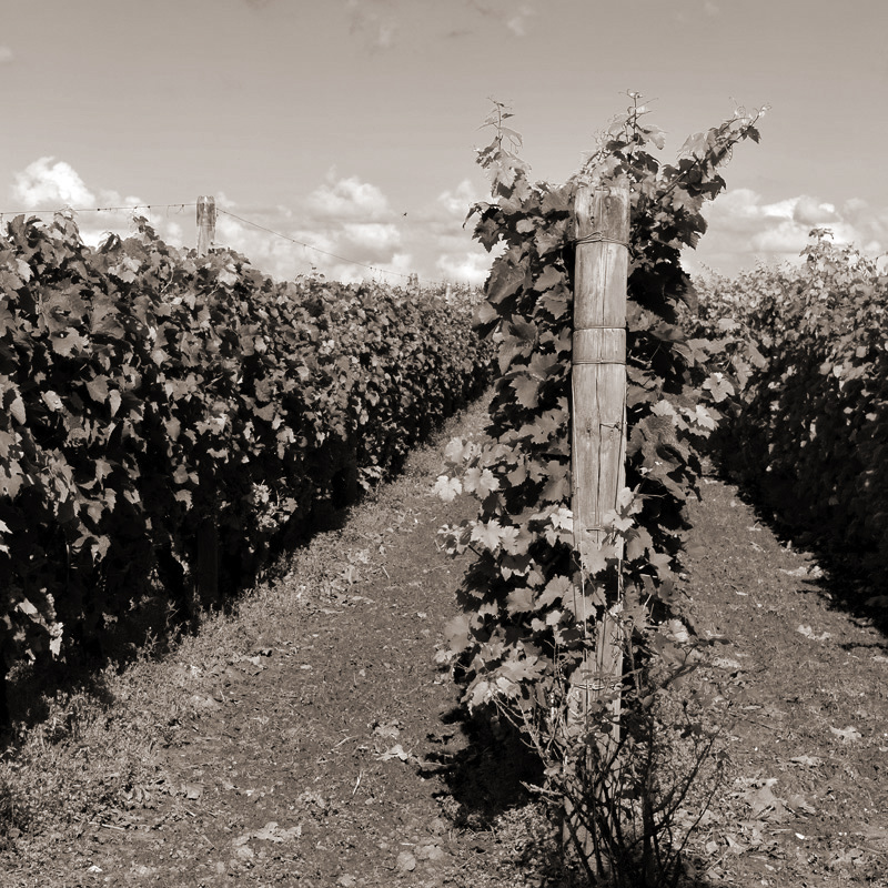 vineyard photo